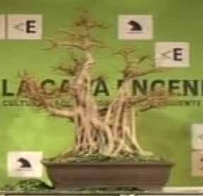 Aspecto del rbol despus del defoliado