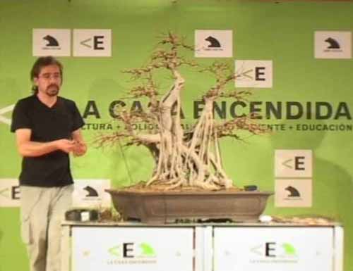 Aspecto del rbol despus del trabajo